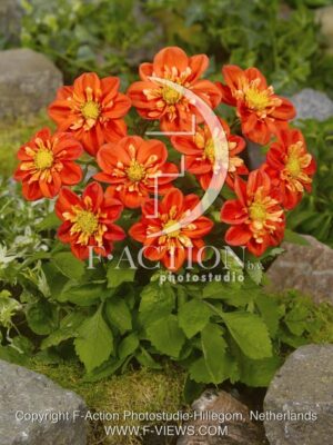 botanic stock photo Dahlia