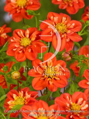 botanic stock photo Dahlia