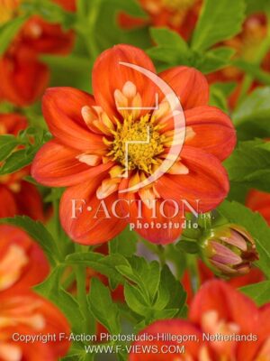 botanic stock photo Dahlia
