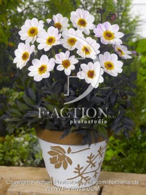 botanic stock photo Dahlia
