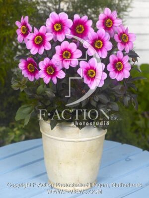 botanic stock photo Dahlia