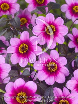 botanic stock photo Dahlia