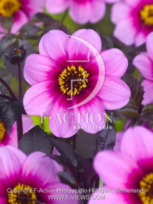 botanic stock photo Dahlia
