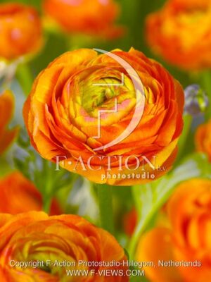 botanic stock photo Ranunculus
