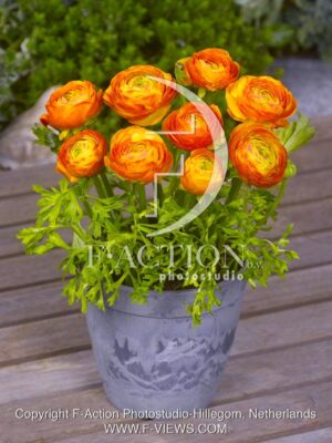 botanic stock photo Ranunculus