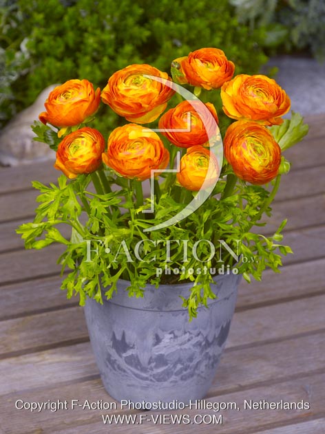 botanic stock photo Ranunculus