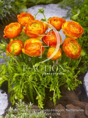 botanic stock photo Ranunculus