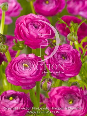 botanic stock photo Ranunculus