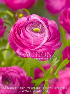 botanic stock photo Ranunculus