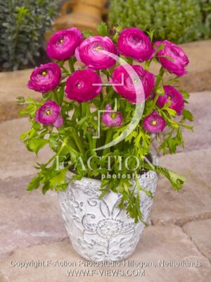 botanic stock photo Ranunculus