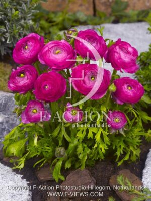 botanic stock photo Ranunculus