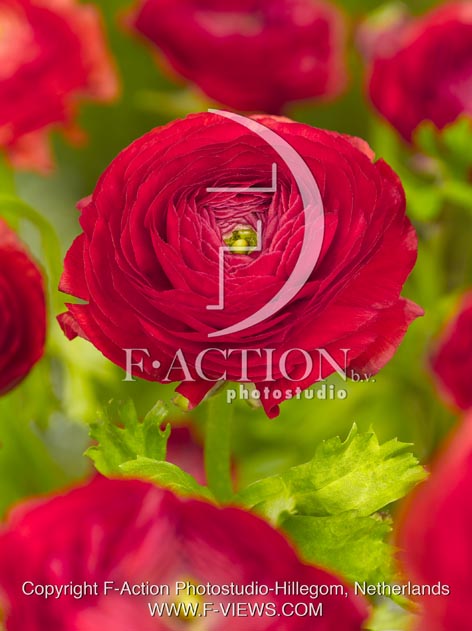 botanic stock photo Ranunculus