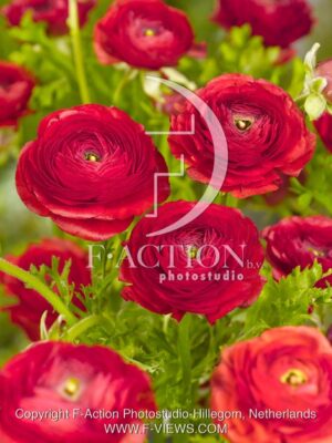 botanic stock photo Ranunculus