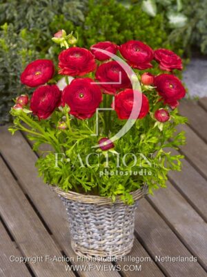botanic stock photo Ranunculus