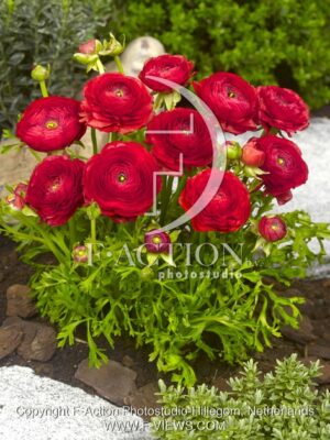botanic stock photo Ranunculus