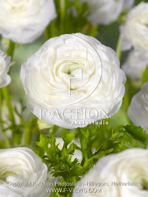 botanic stock photo Ranunculus