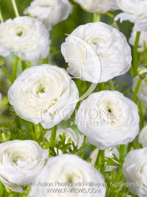 botanic stock photo Ranunculus