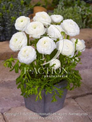 botanic stock photo Ranunculus