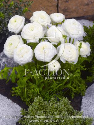 botanic stock photo Ranunculus
