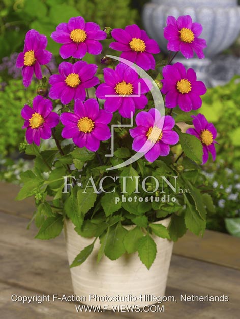 botanic stock photo Dahlia