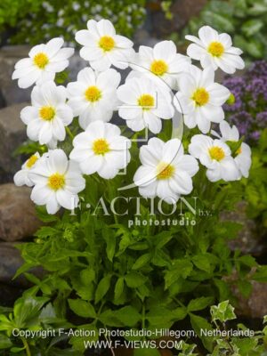 botanic stock photo Dahlia