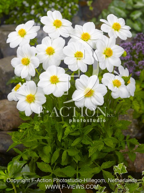 botanic stock photo Dahlia