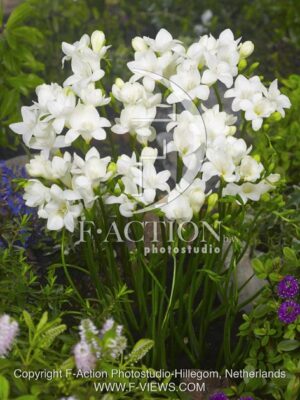 botanic stock photo Freesia