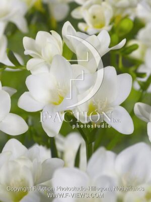botanic stock photo Freesia