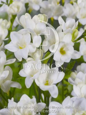 botanic stock photo Freesia