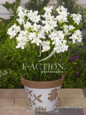 botanic stock photo Freesia