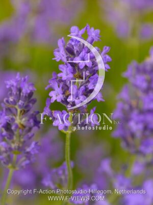 botanic stock photo Lavandula