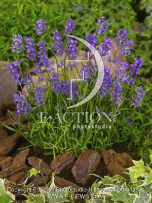 botanic stock photo Lavandula