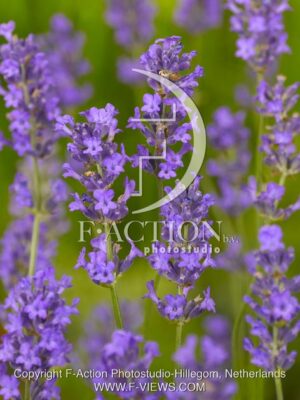 botanic stock photo Lavandula