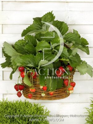 botanic stock photo Fragaria
