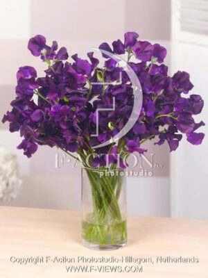 botanic stock photo Lathyrus