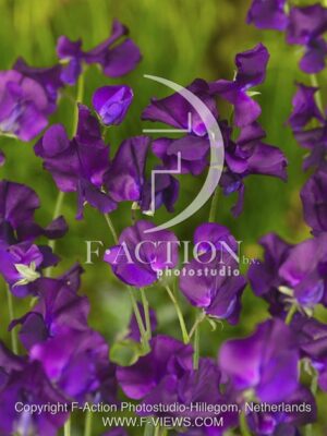 botanic stock photo Lathyrus