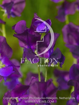 botanic stock photo Lathyrus