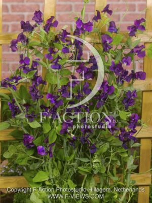 botanic stock photo Lathyrus