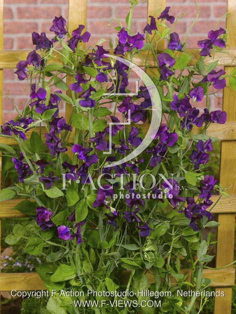 botanic stock photo Lathyrus