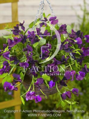 botanic stock photo Lathyrus