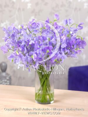 botanic stock photo Lathyrus
