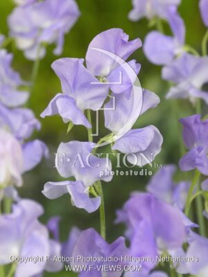 botanic stock photo Lathyrus