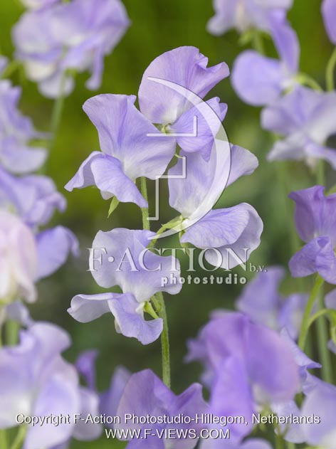 botanic stock photo Lathyrus