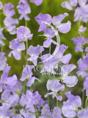 botanic stock photo Lathyrus