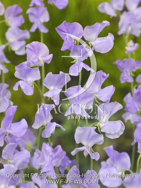 botanic stock photo Lathyrus