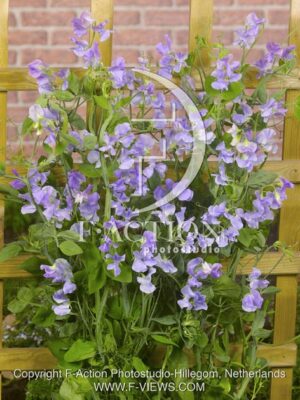 botanic stock photo Lathyrus