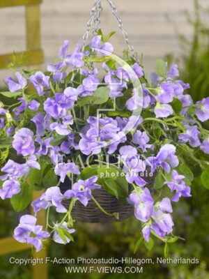 botanic stock photo Lathyrus