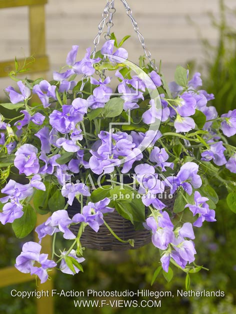 botanic stock photo Lathyrus