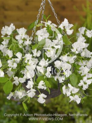 botanic stock photo Lathyrus