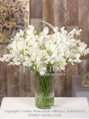botanic stock photo Lathyrus
